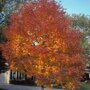 Smalbladige es (Fraxinus angustifolia ‘Raywood')